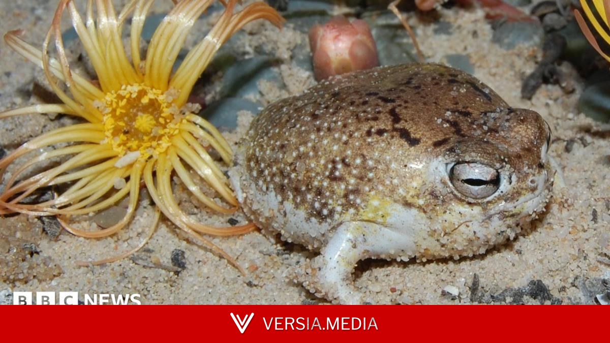 Viral squeaky frog now at risk of extinction