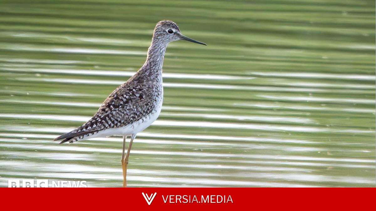 Rare American bird seen in Jersey for first time