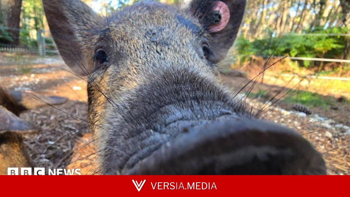 'Cheeky' pigs restore heathland on island reserve