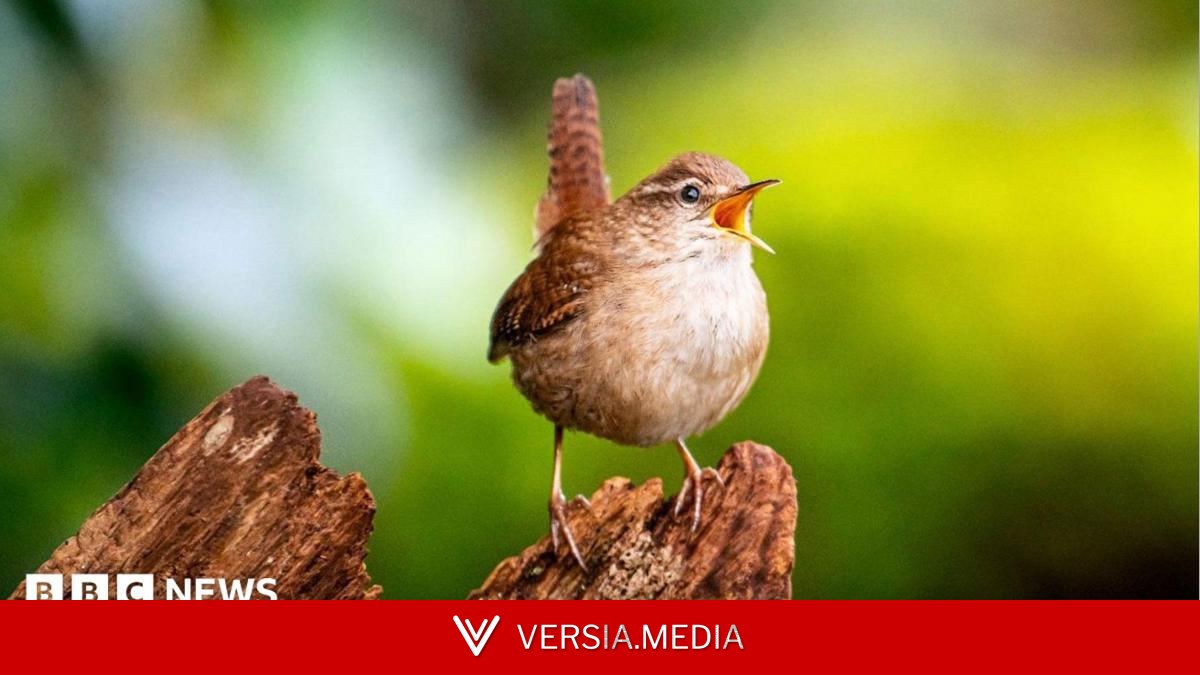 Scientists find the secret of birdsong's 'spectacular diversity'