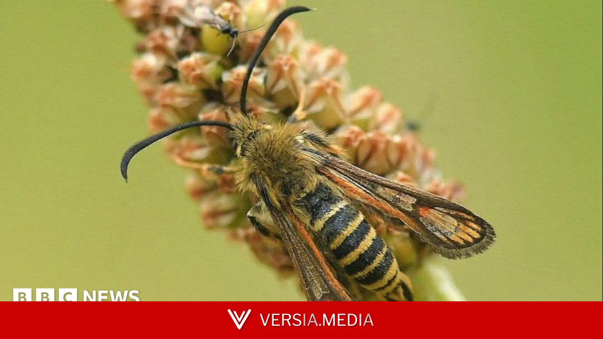 Rare moth find in town park sparks hopes of others