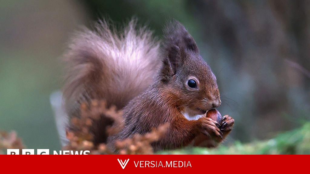 Red squirrel sickness reports under investigation