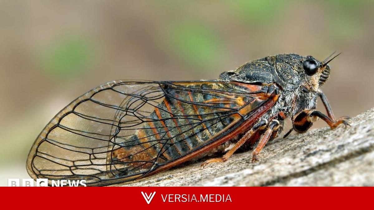 'It felt a bit James Bond': The mission to reintroduce a lost insect