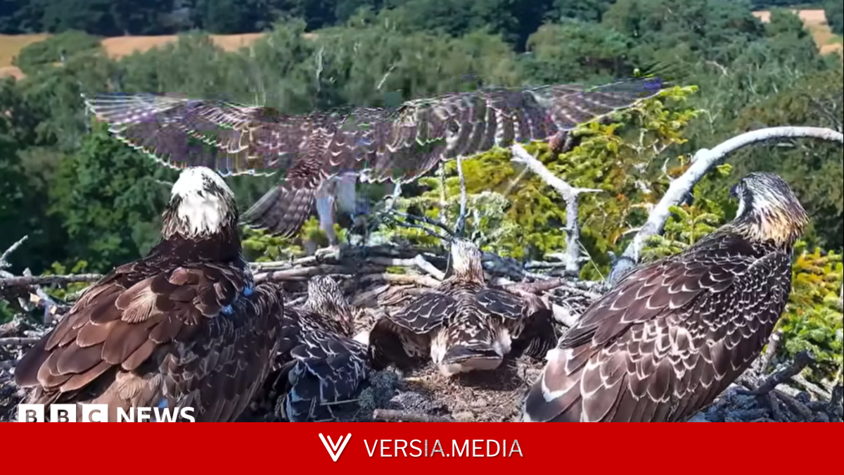 First of four juvenile ospreys takes flight