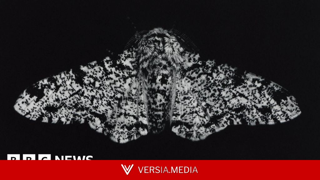 Exhibition explores moths' ability to adapt