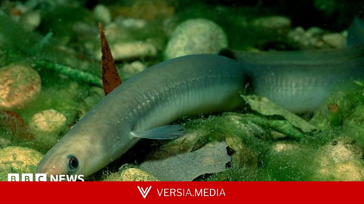Thousands of fish killed in park pollution mystery