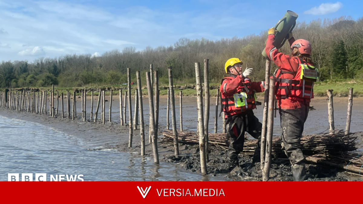 Restoration of river bank saltmarshes begins
