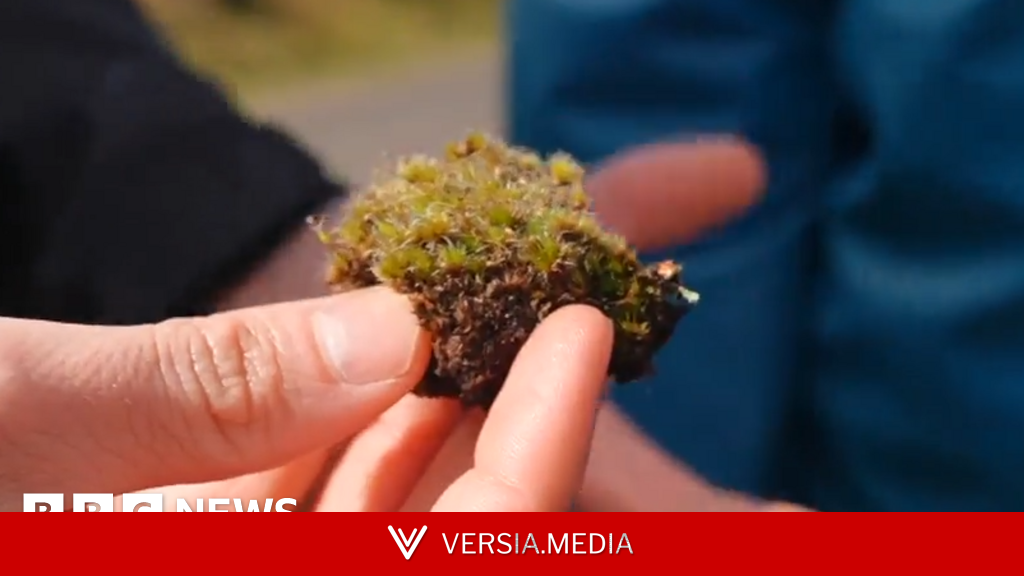 'Killer fungus' could be good news for habitats decimated by invasive moss
