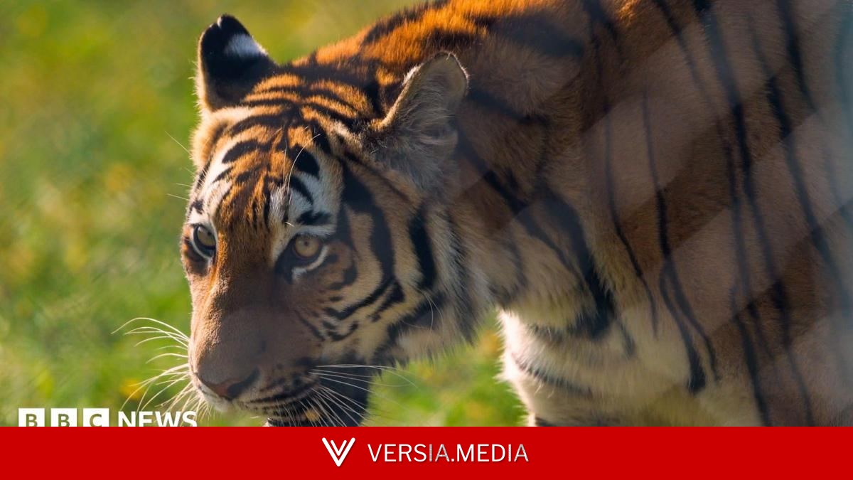 Amur tiger Ginger Biscuit settles into new home