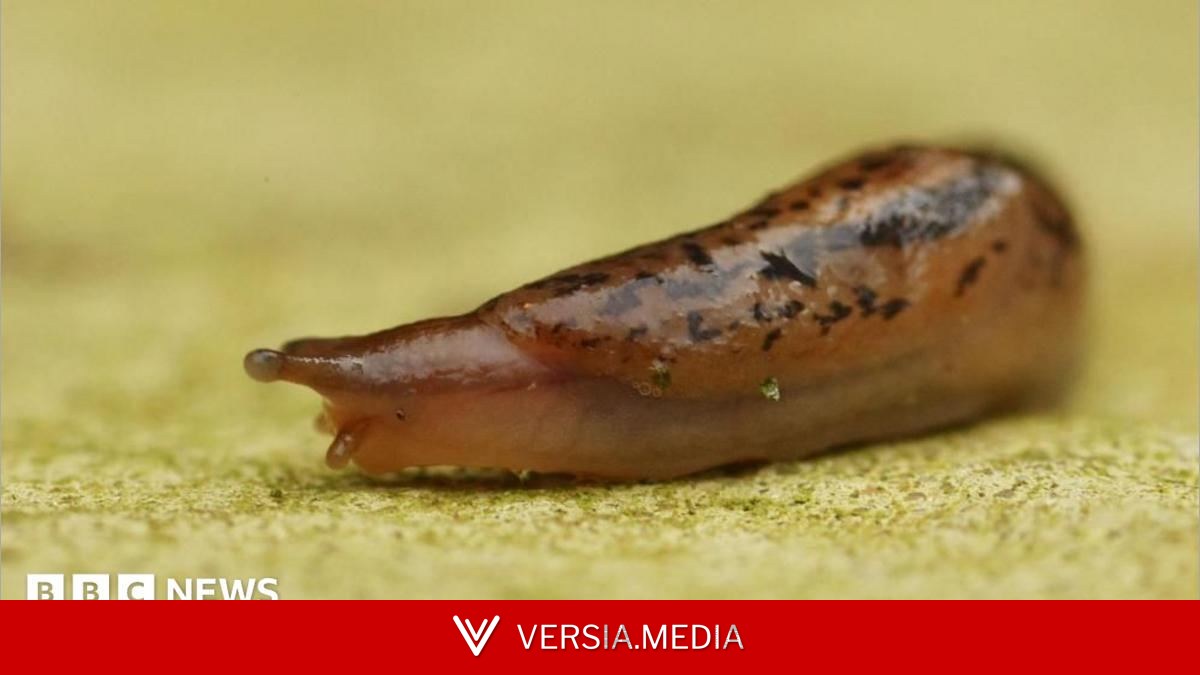 Slug sleuths on the trail of gorging gastropods