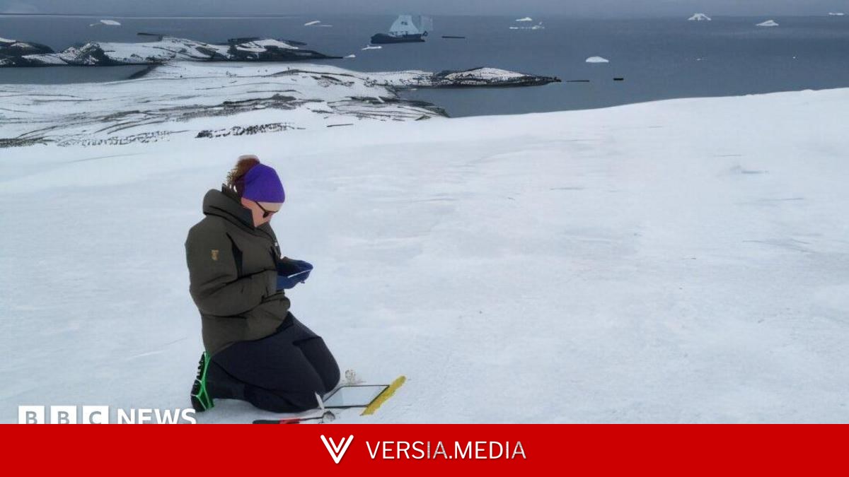 Academic finds diverse algae on Antarctic mission