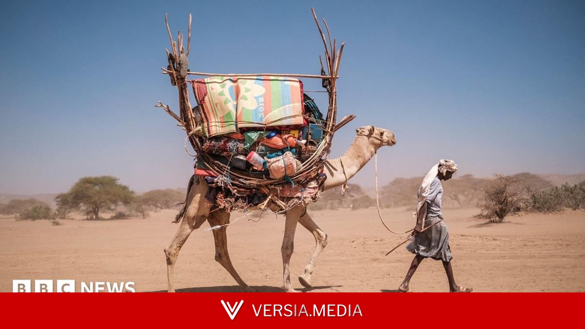 Even camels can't cope: Africa's ships of the desert hit by rising temperatures