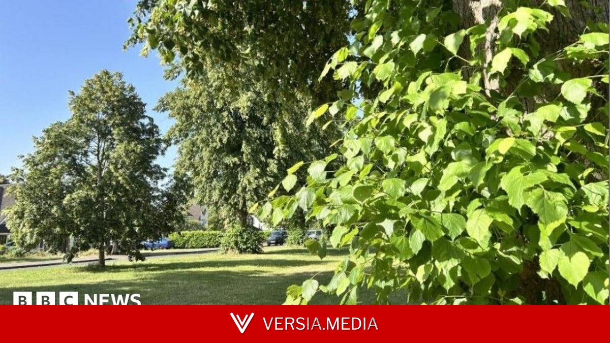 Why some trees might fall during extreme heat