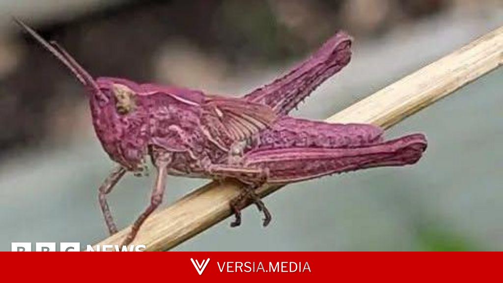 Woman finds rare pink grasshoppers in garden