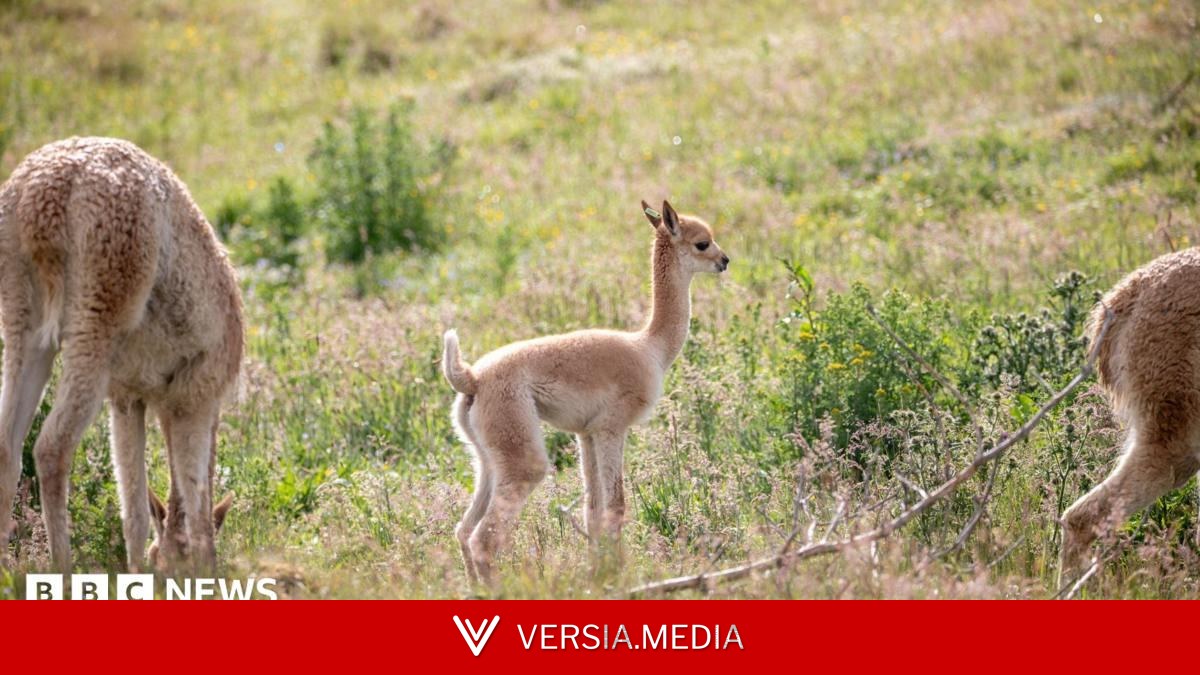 Pictures released of baby vicuna born at wildlife park
