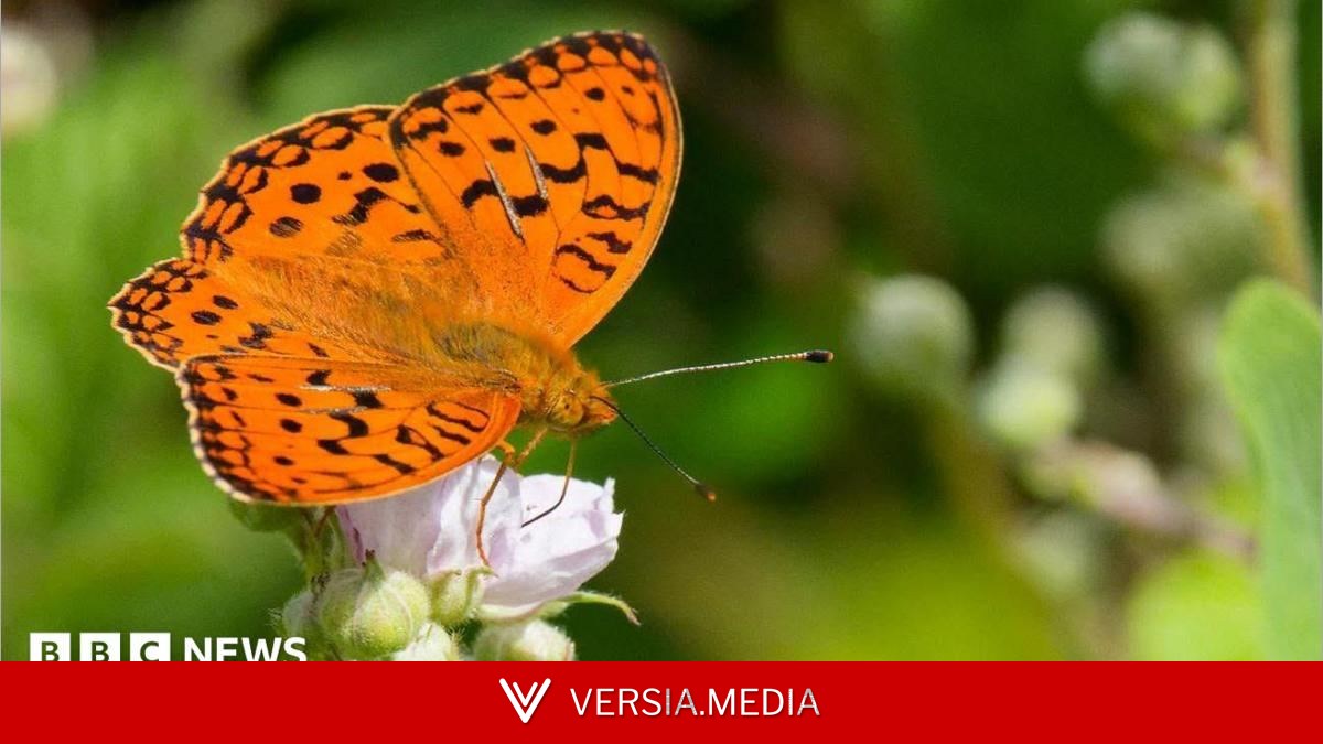 How cows are helping one of Britain's rarest butterflies