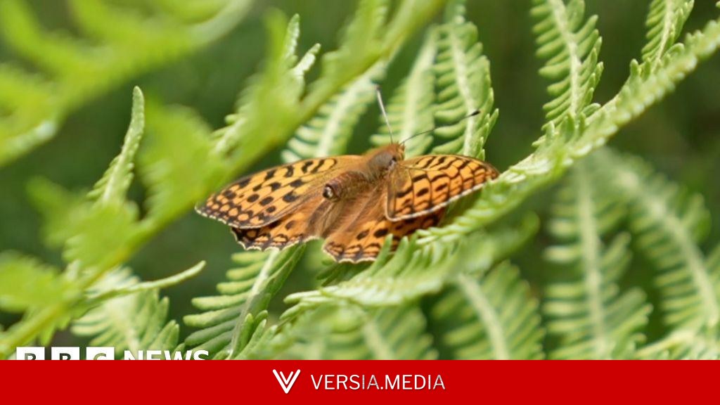 Helping one of Britain's rarest butterflies