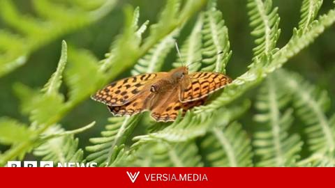 Helping one of Britain's rarest butterflies