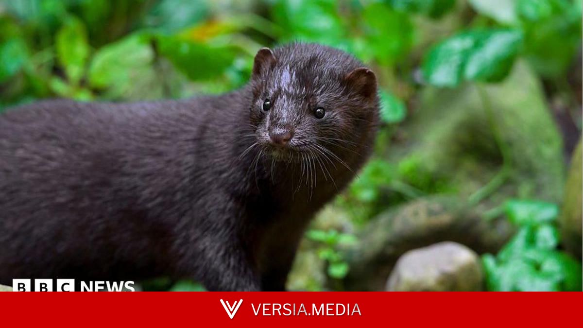 Mink numbers to be cut by 90% in Kent