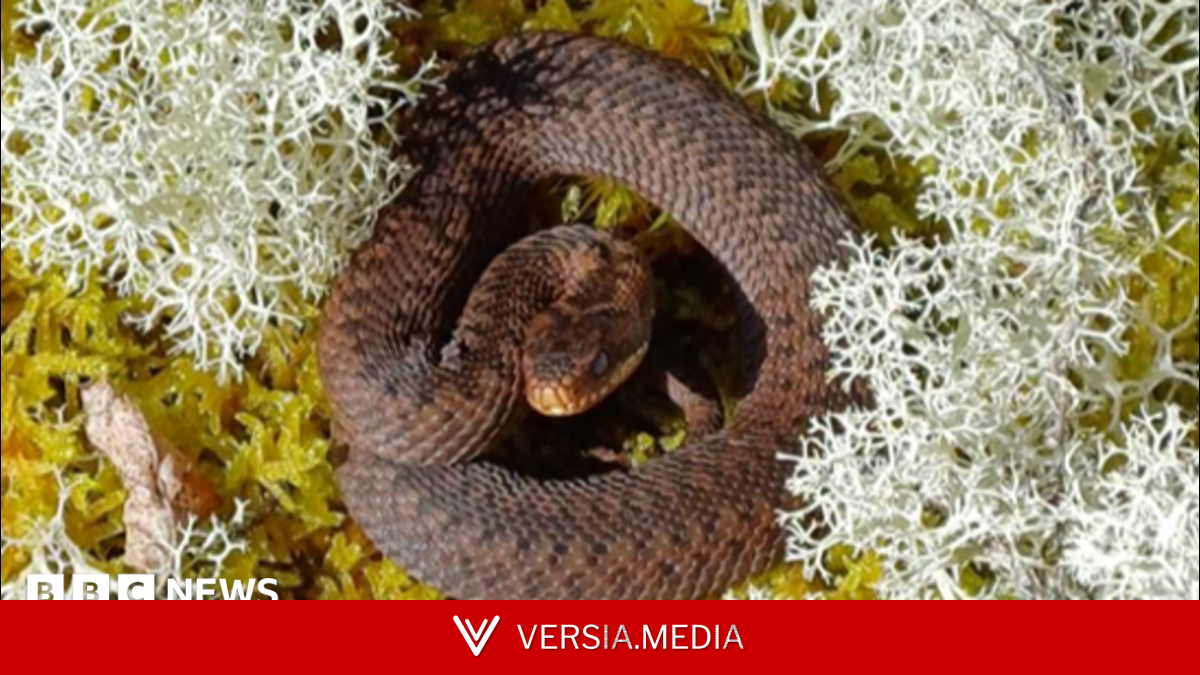 Work to protect adders, slow worms and lizards in Scots peatland