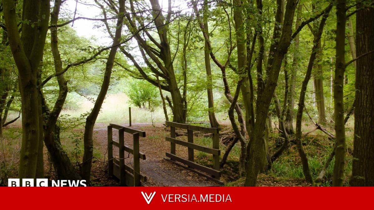 Survey finds 'significantly more' ancient woodland