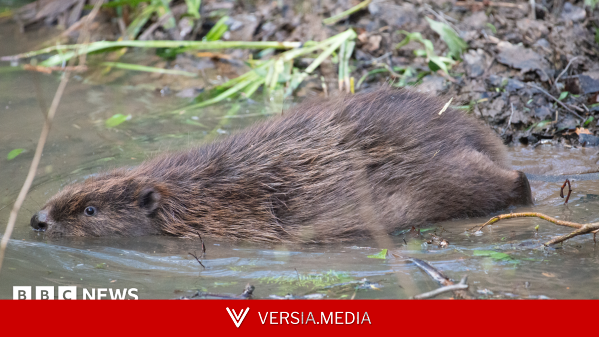 Three beaver kits born in Wyre Forest enclosure