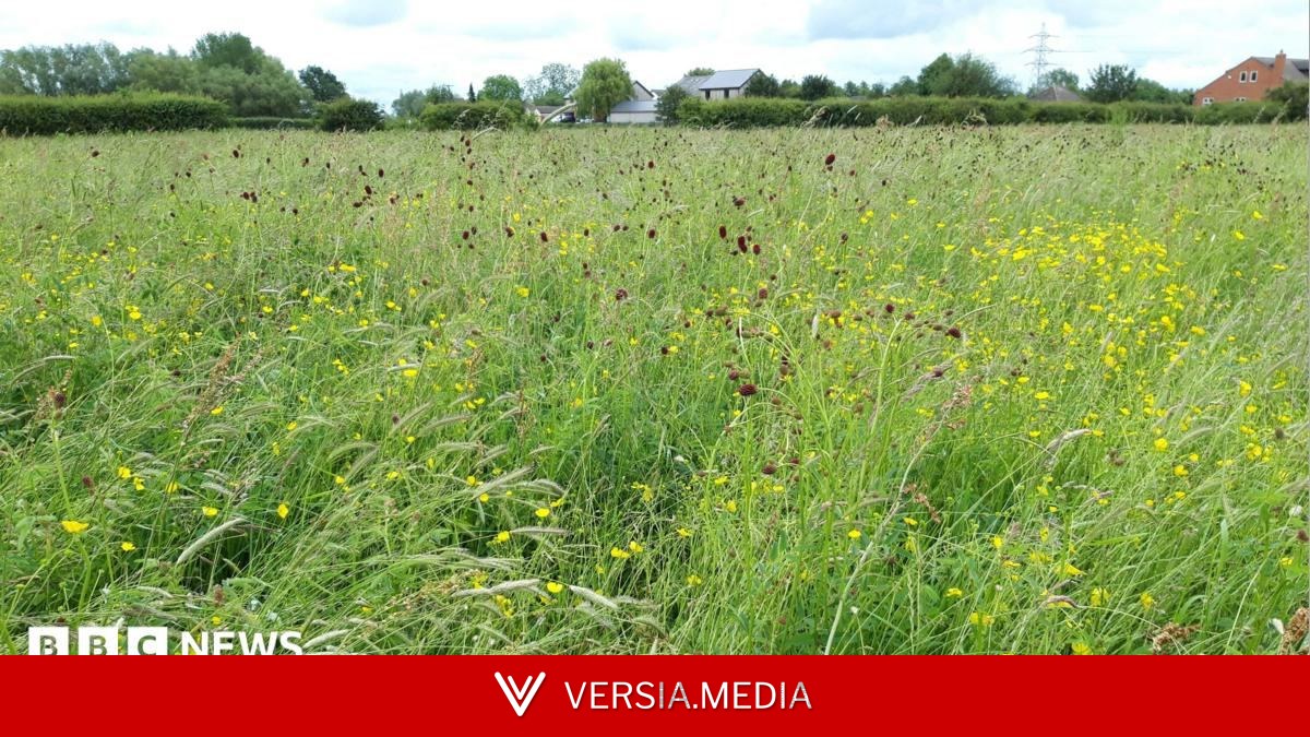 Rare floodplain meadow given to wildlife trust