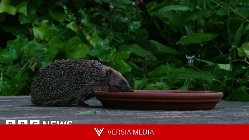 The tiny highway helping the capital's hedgehogs
