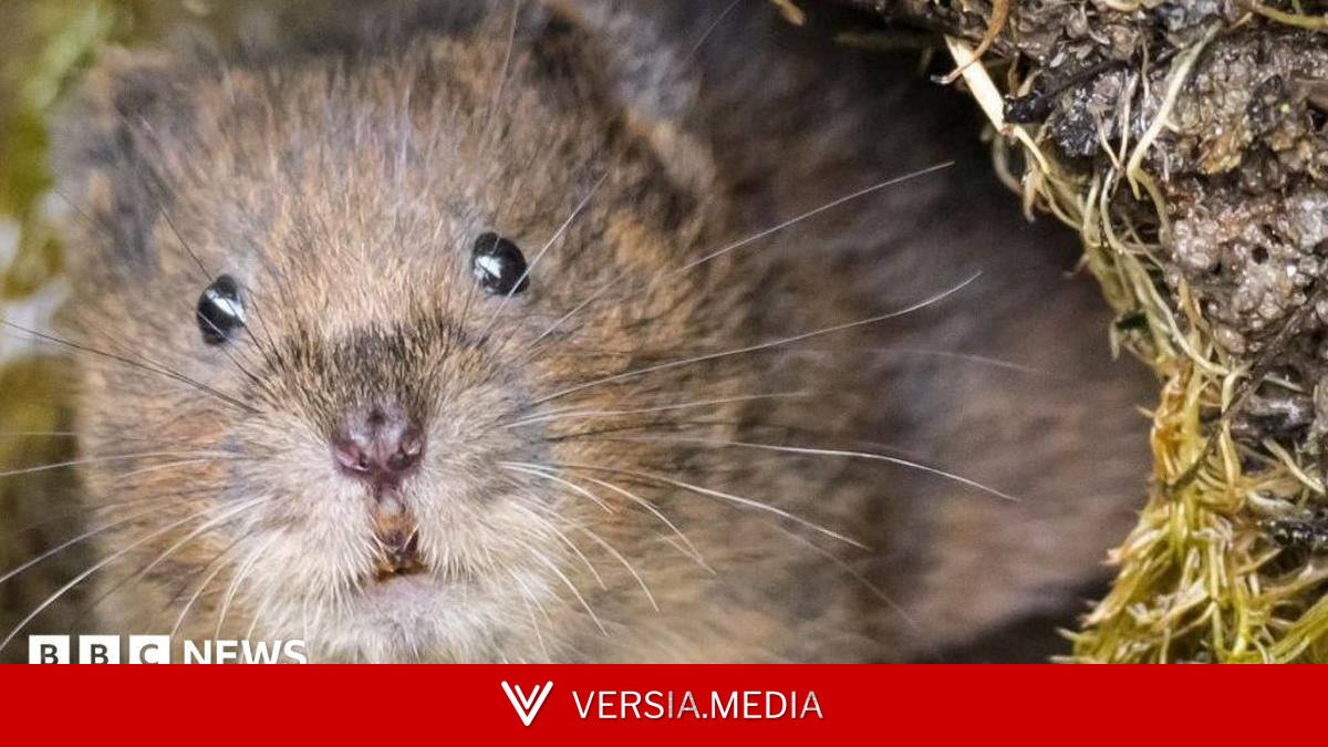 Water vole volunteers 'get very excited by flattened poo'