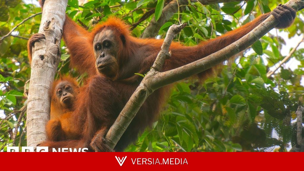 Four days of extreme rain killed 7% of world's rarest orangutans, study says