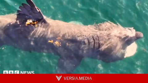 New research into basking sharks around island