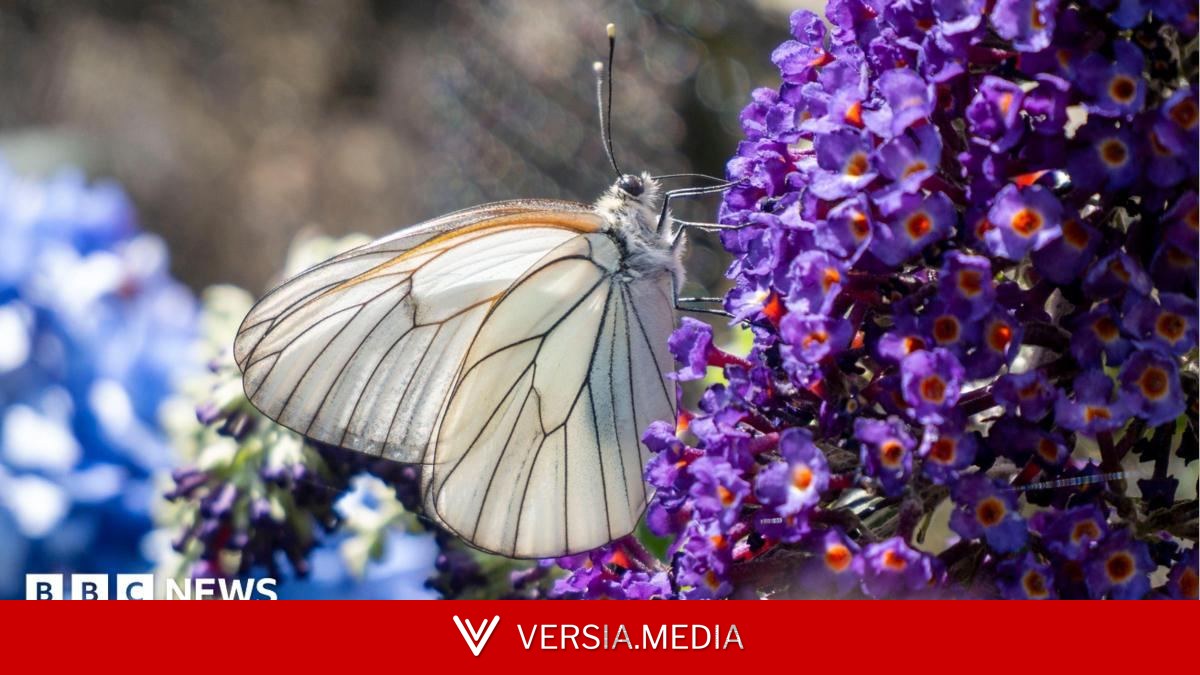 Zoo repopulating one of UK's rarest butterflies