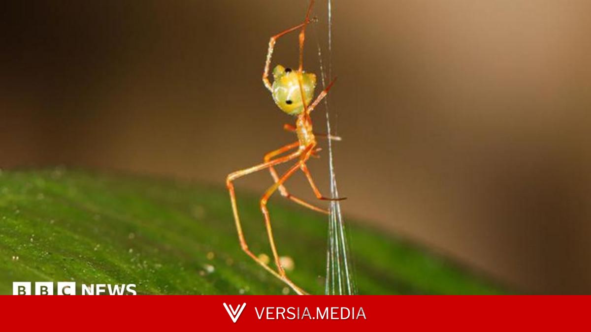 Spider which uses spring trap to capture prey discovered in Australia