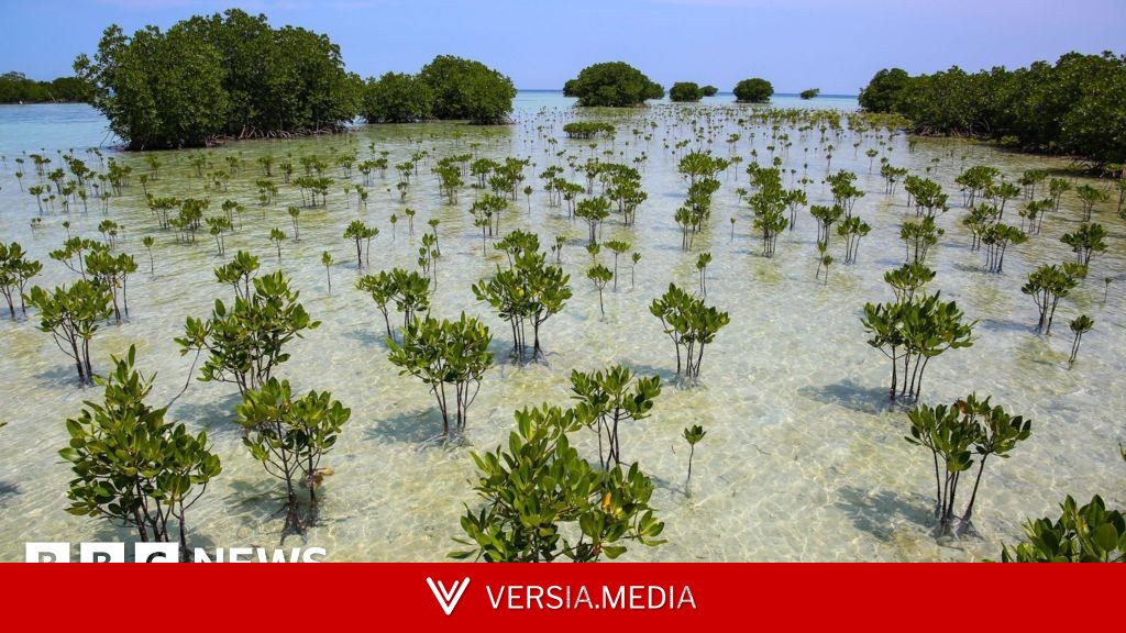 Mangrove forests are healing after decades of human destruction