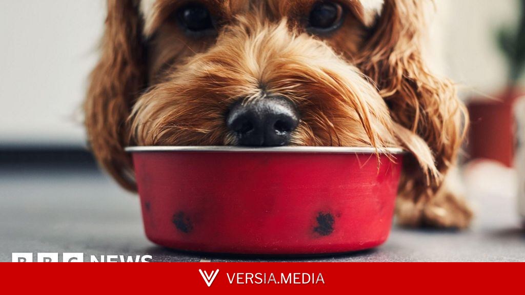 Microplastics in over 75% of pet food, study finds