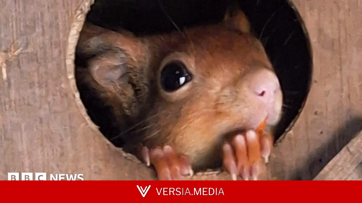 First red squirrel kits born at sanctuary