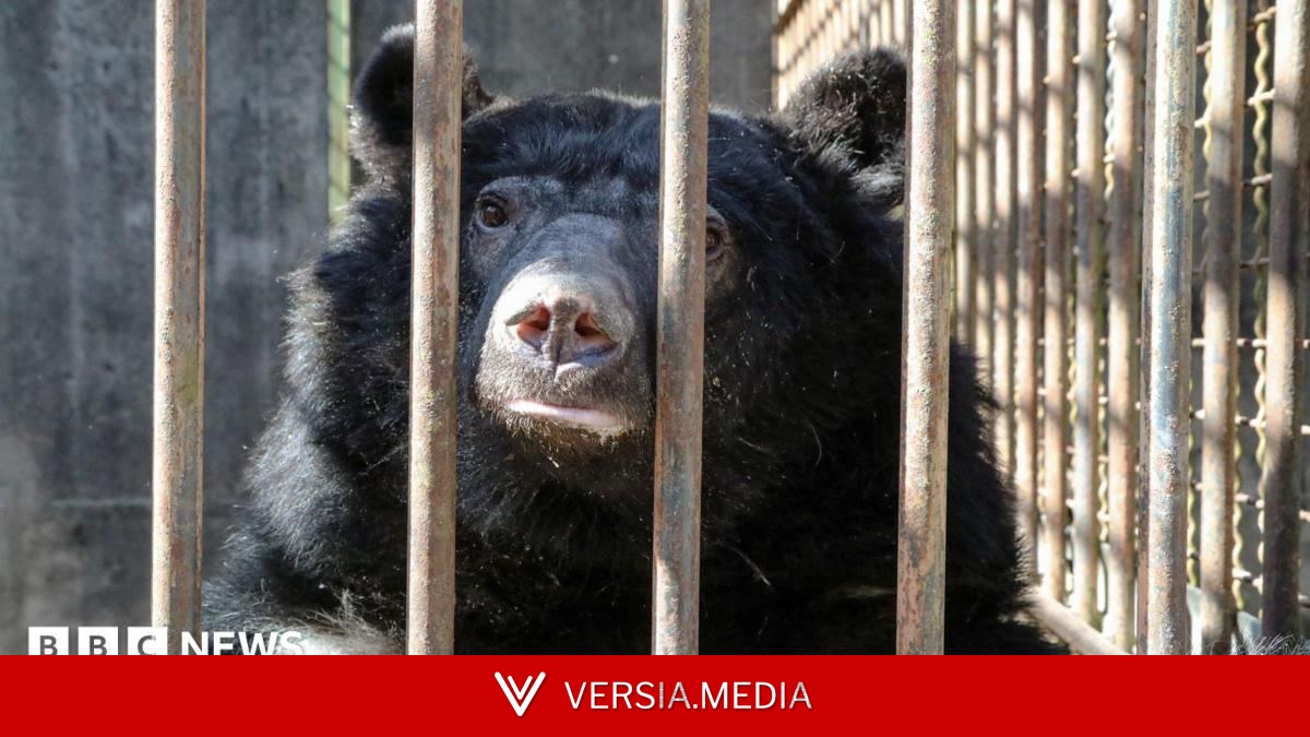 Rescued bears cleared for 5,500-mile Suffolk flight