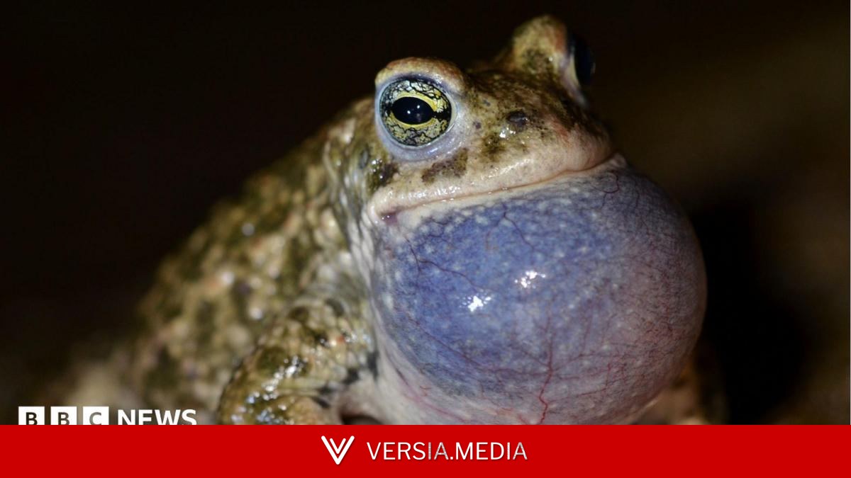 Dune project aims to aid rare toads and beetles