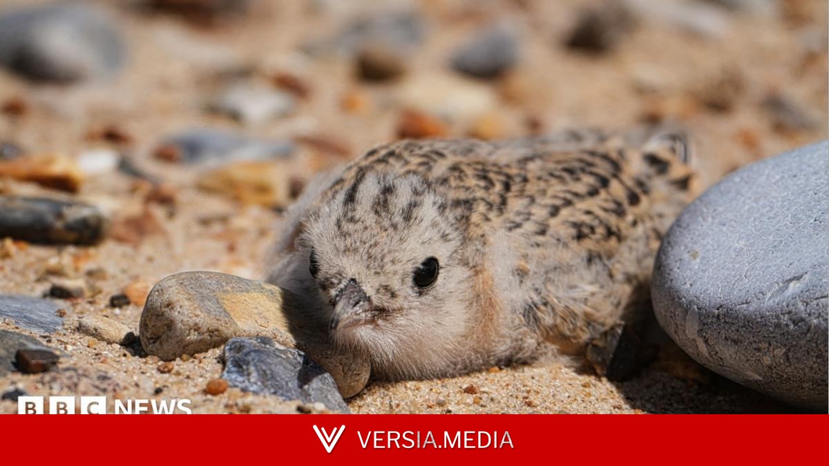How a 40-year project helped save little terns