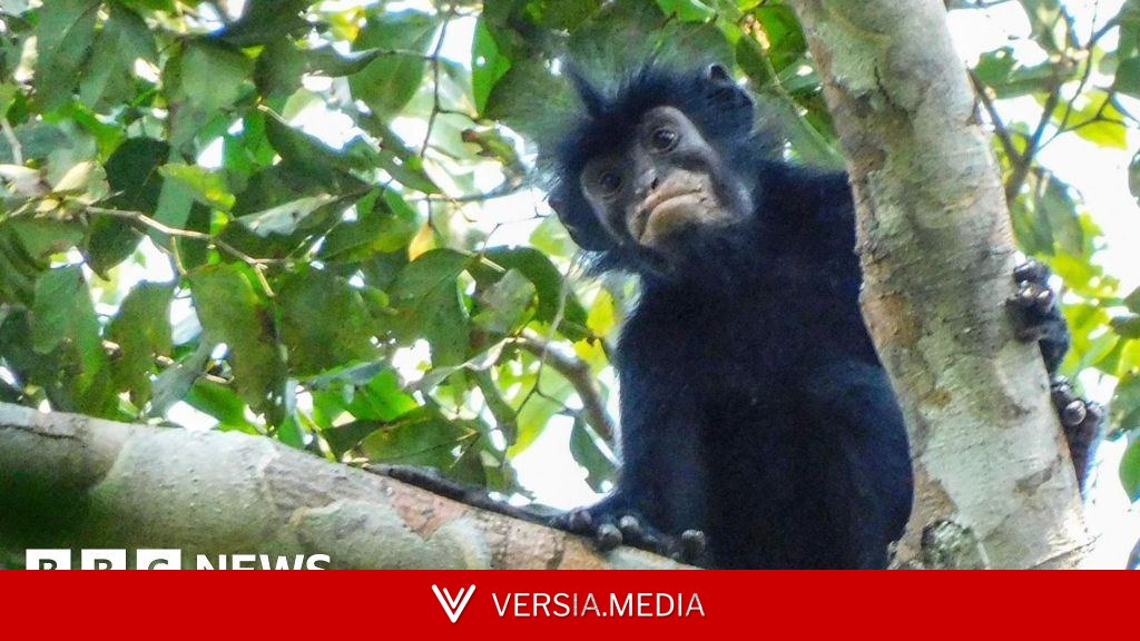 Watch: What we know about newly discovered monkey species