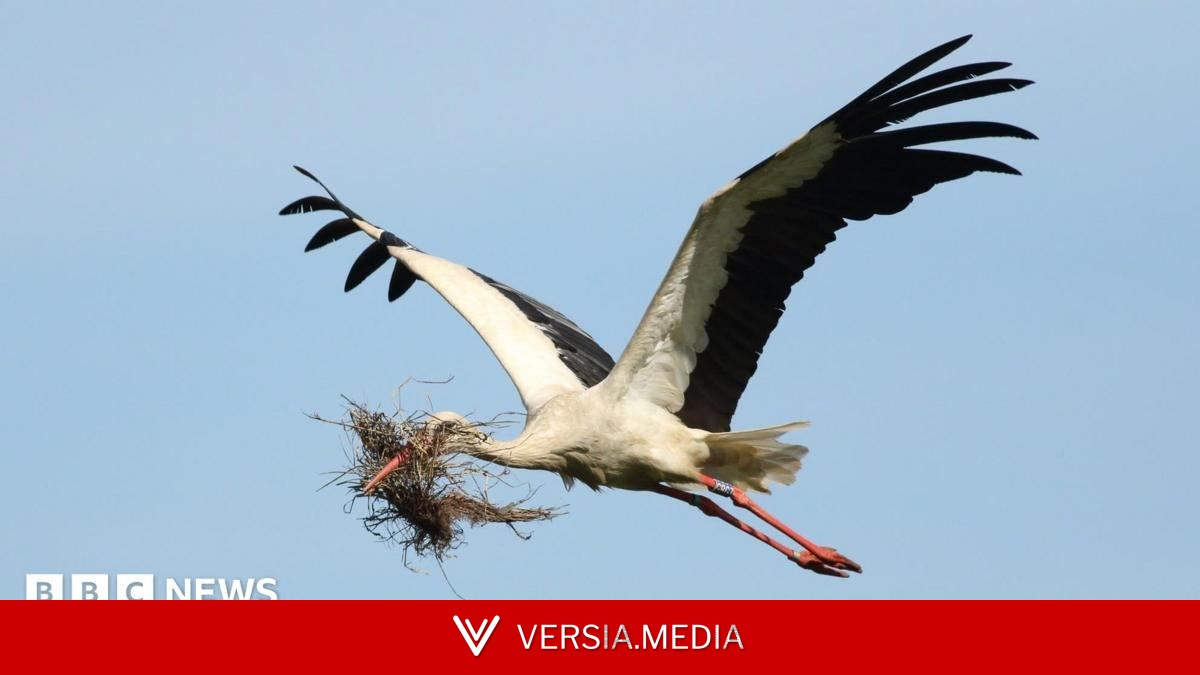 Storks industrial estate nest a 'major milestone'