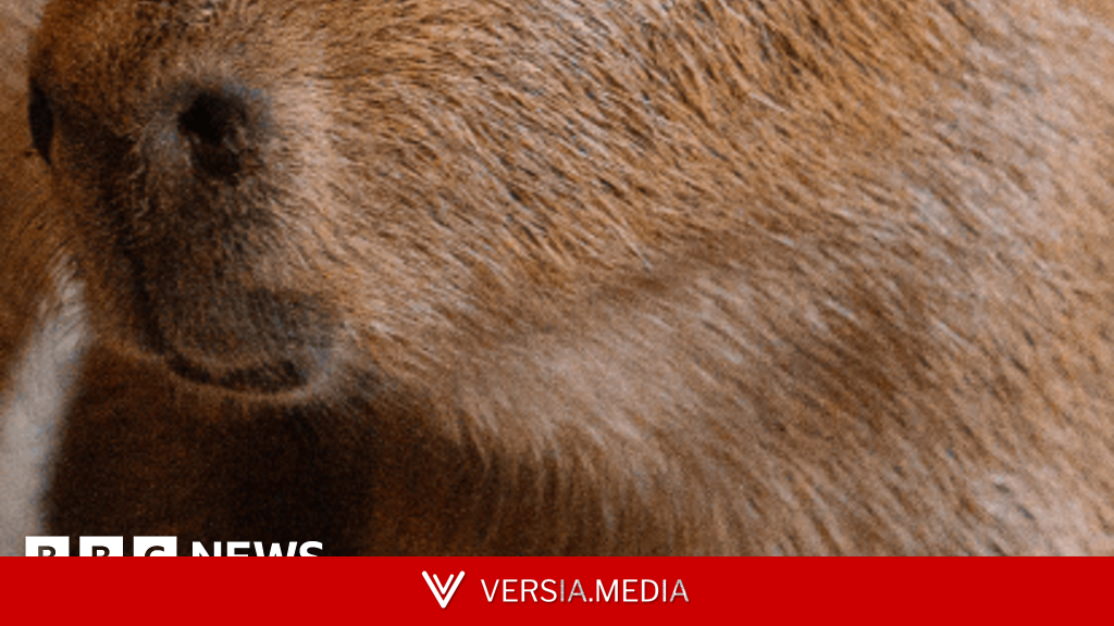 Two capybara pups born to UK's only breeding pair