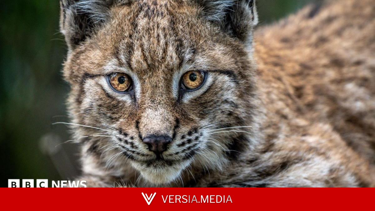 Lynx reintroduction plans opposed by councillors