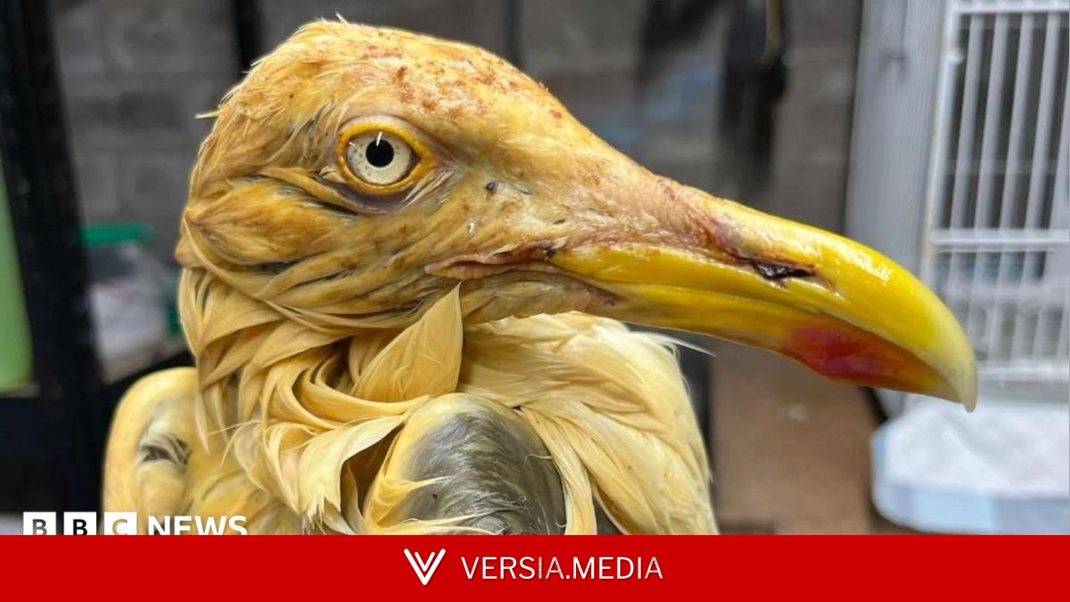 Alarm after herring gulls found covered in oil