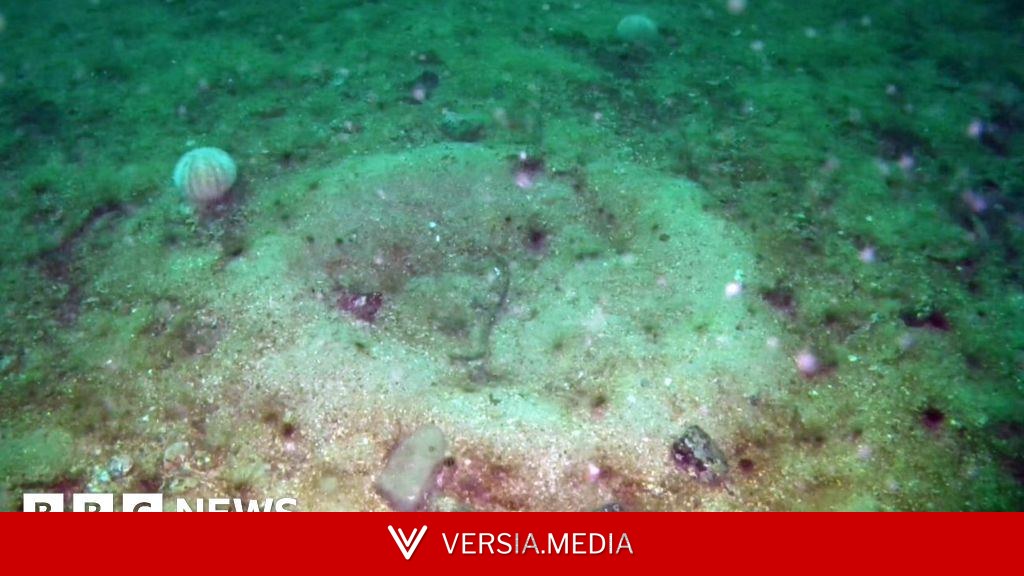 Seabed damaged by fishing showing signs of recovery