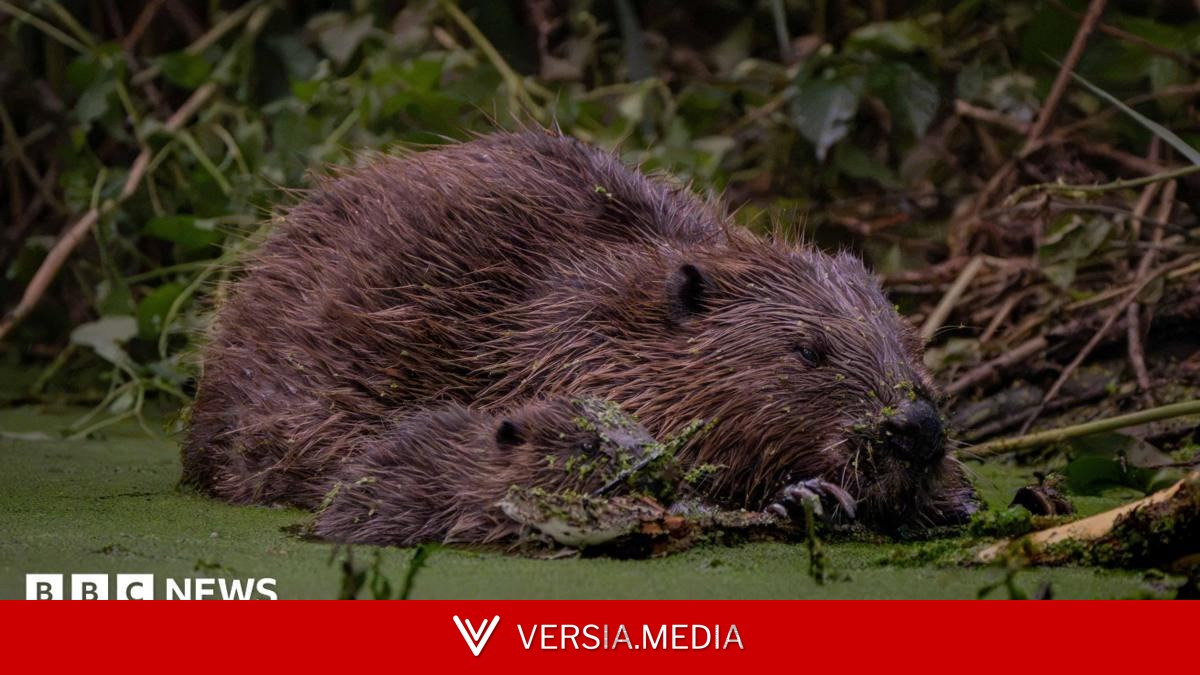 Beavers stop station from flooding, ecologists say