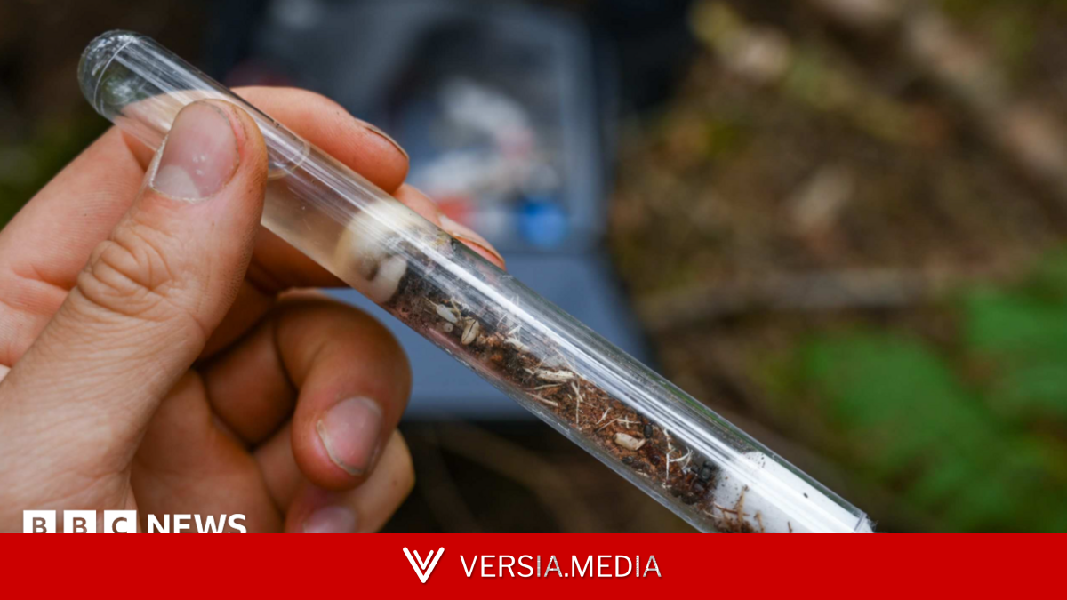 'Lost' ant species reintroduced to woodland