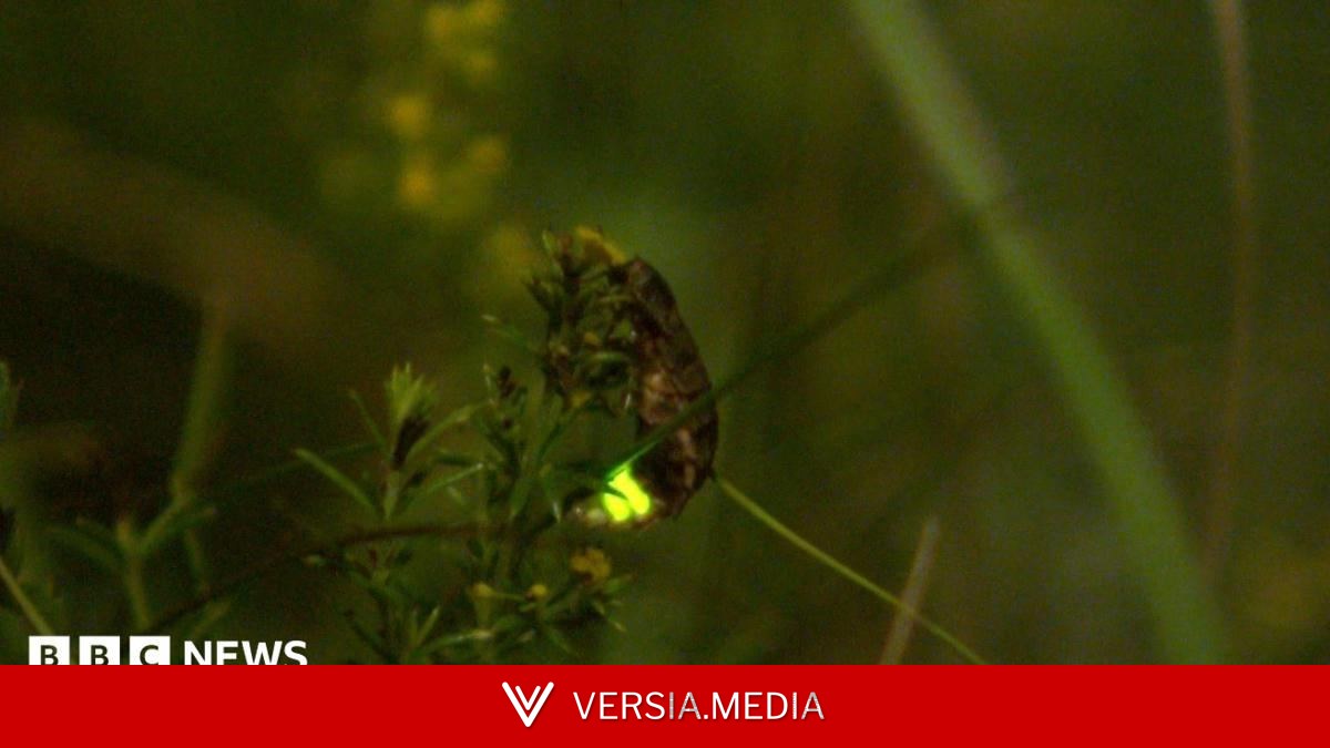 The nature reserve where 'magical' glow worms thrive
