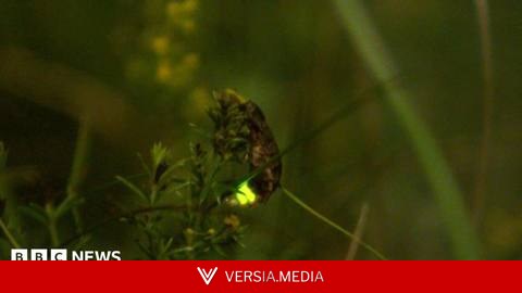 The nature reserve where 'magical' glow worms thrive