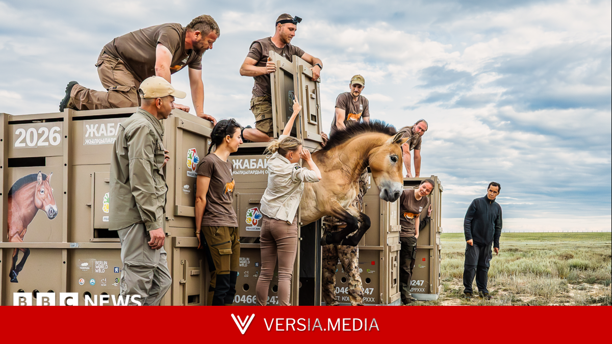 In pictures: 3,000-mile journey to save rare horses